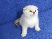 Teslime Hazır Mükemmel Bir Scottish Fold