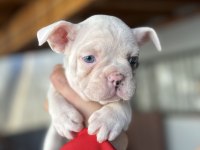 Mavi gözlü french bulldog bebekler