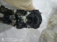 shih tzu siyah