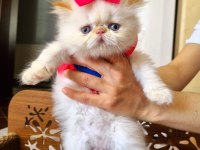 İran exotic longhair bebekler