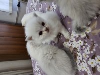 Rezervasyonu Açık Bebek Kediler