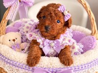A kalite Poodle yavrularimiz