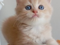 Safkan british longhair ve shorthair yavrularım
