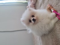 Pomeranian boo bebeklerimiz ırk garantili