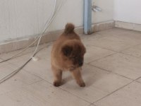 Erkek dişi 45 günlük yavrular chow chow
