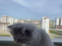 2 AYLIK BRİTİSH YAVRUMUZ YUVASINI ARIYOR