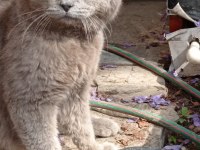 British Shorthair Kedimize Acil Yuva Arıyoruz
