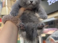 British Shorthair Dişi Erkek Gri