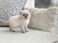 Irk Garantili, Veteriner Kontrollü Sevimli Scottish Fold