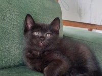 British Shorthair Bebekler