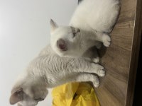 BRİTİSH LYNX POİNT ERKEK KEDİM