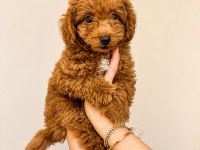 2,5 aylık erkek poodle
