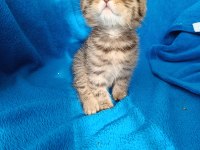 Erkek scottish fold erkek