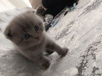Scottish fold kedilerim rezerveye açıktır