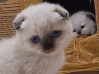 Teslime hazır scottish fold erkek yavrum yuva arıyor