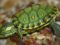 Su Kaplumbağaları Ve Tüm Malzemeleri Adrese Teslim Var