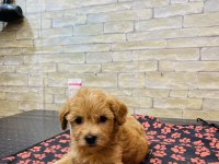 ORJİNAL MİNİ BOY MALTİPOO YAVRULAR