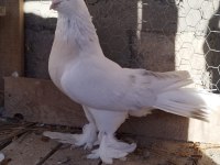 KURENK TAKIM ÜST DÜZEY GÜVERCİN