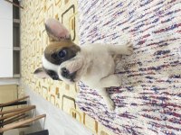 Safkan Orjinal French Bulldog Yavrular