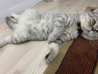scottish fold
