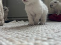 Mavi gözlü british shorthair boncuklar yuva arıyor