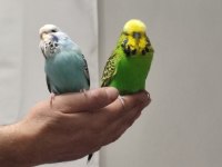 Bir Çift Show Jumbo Kuşum Var Ben Gibi Bakımlı