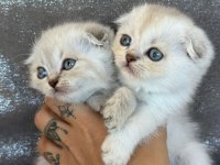 Scottish fold minnaklarım yeni yuva arıyor