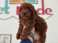 Petmode köpek çiftliğinde ziyarete açık toy poodle