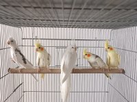 Hobiyi Bırakıyorum Son Sultan Papağanı Yavrular