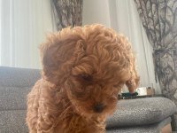 2 Ay 15 Günlük Erkek Toy Poodle
