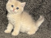 Anne Baba Şecereli Blue Golden AY12 Safkan British Erkek