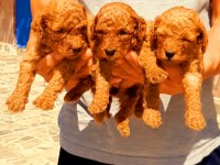 Efsane Toy poodle yavrularımız