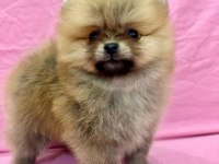 Pomeranian ırk ve sağlık garantili