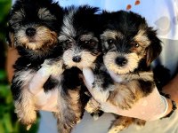 Morkie yavrularımız harika bebişler
