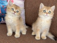 Efsane güzellikte british shorthair bebekler