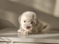 Maltipoo minikler
