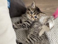 British shorthair yavrularımız