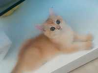 Full şecereli ny 12 erkek british shorthair