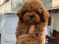 Sağlık Ve Irk Garantili Toy Poodle