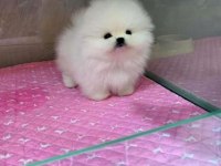 POMERANİAN TEDDY YAVRULAR