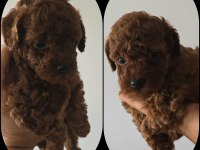 DARK KORE RED POODLE