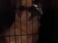 Oyuncu ve hareketli french bulldog