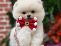 Irk garantili pomeranian cinsi bebekler