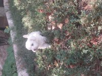 Orijinal Maltese Terrier Yavrularımız