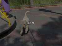 Golden retriever köpeğimiz için açıklamayı okuyunuz