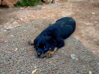 Son A Kalite dişi rottweiler yavrusu