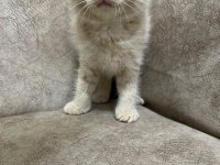 AYİ SURAT TOP KAFA SIFIR KULAK BEBİŞ KEDİMİZ