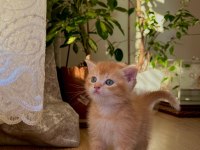 British shorthair golden erkek yavru