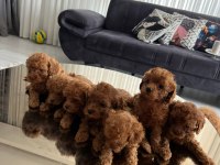 Teslime Hazır Poodle Bebekler