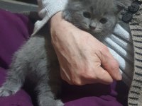 British Shorthair 3 minik kız kardeşler